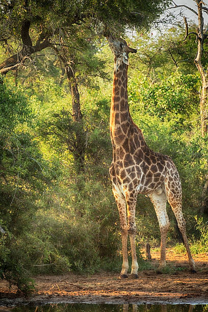 Giraffe in Kruger Wildlife Reserve Giraffe in Kruger Wildlife Reserve in South Africa. kapama reserve stock pictures, royalty-free photos & images
