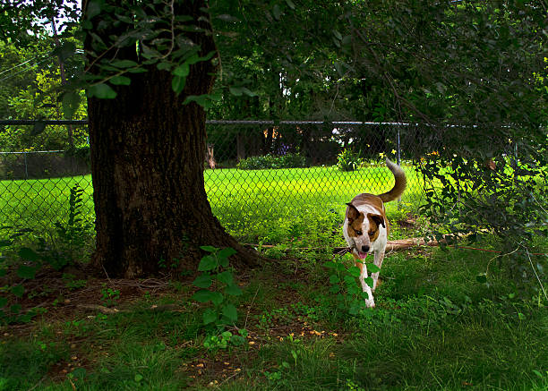 Two dogs enjoy a sunny day in a fenced yard, showing playful behavior in winter surroundings.