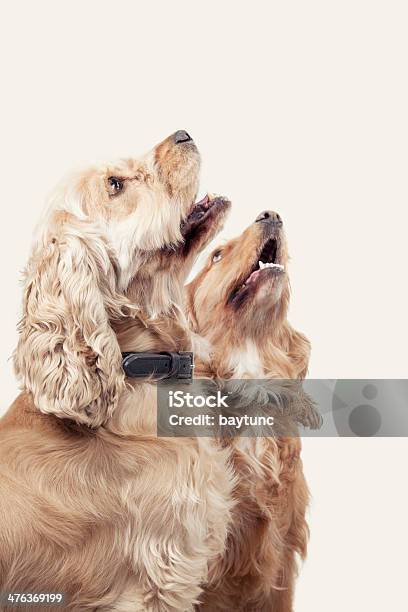 Cachorrinho Brothers - Fotografias de stock e mais imagens de Amizade - Amizade, Animal, Animal Doméstico