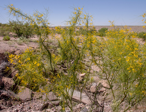 Palo verde trees with yellow blossoms are seen growing wild in the Las Cruces, New Mexico desert. These gorgeous, green-barked trees are uniquely adapted to desert habitats by shedding branches as needed to survive drought.