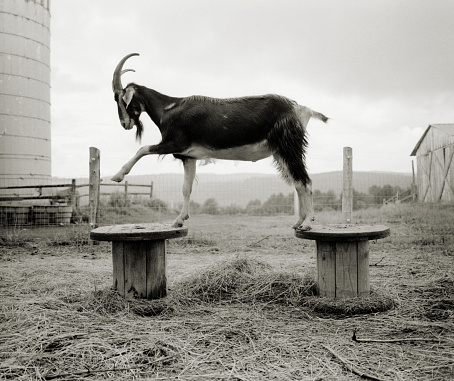 A goat struttin' his stuff on top of two wooden wire spools.