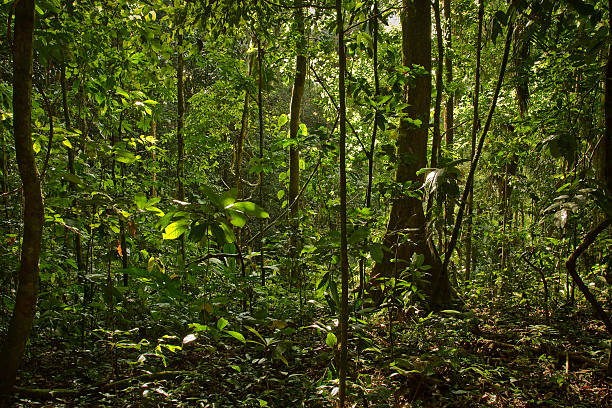 Rainforest nature, Yasuni National Park, Ecuador