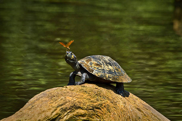 Turtle in amazon rainforest, Yasuni National Park, Ecuador