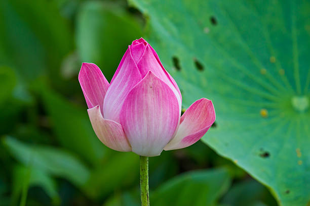istock Lotus flower plants 476370953