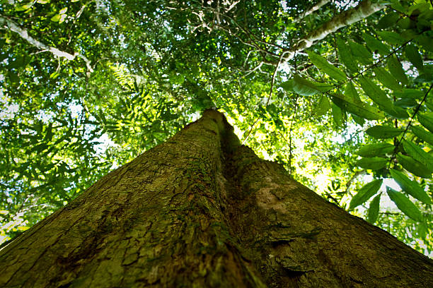 istock Low angle view of a tree in amazon rainforest, Yasuni 476371060