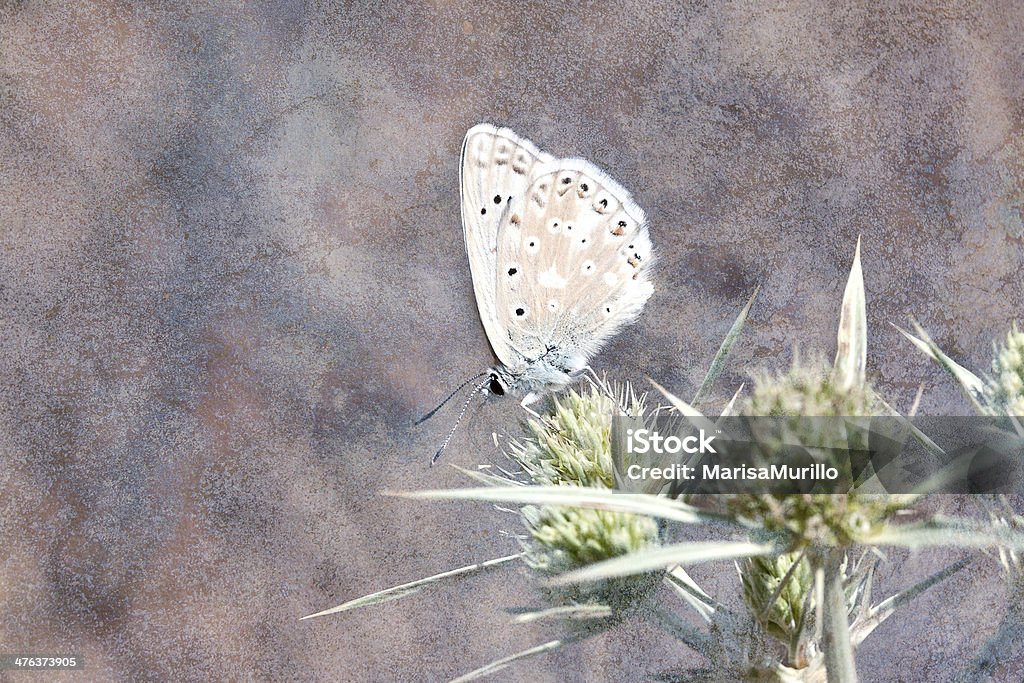 Bleu nacré. - Photo de Abstrait libre de droits