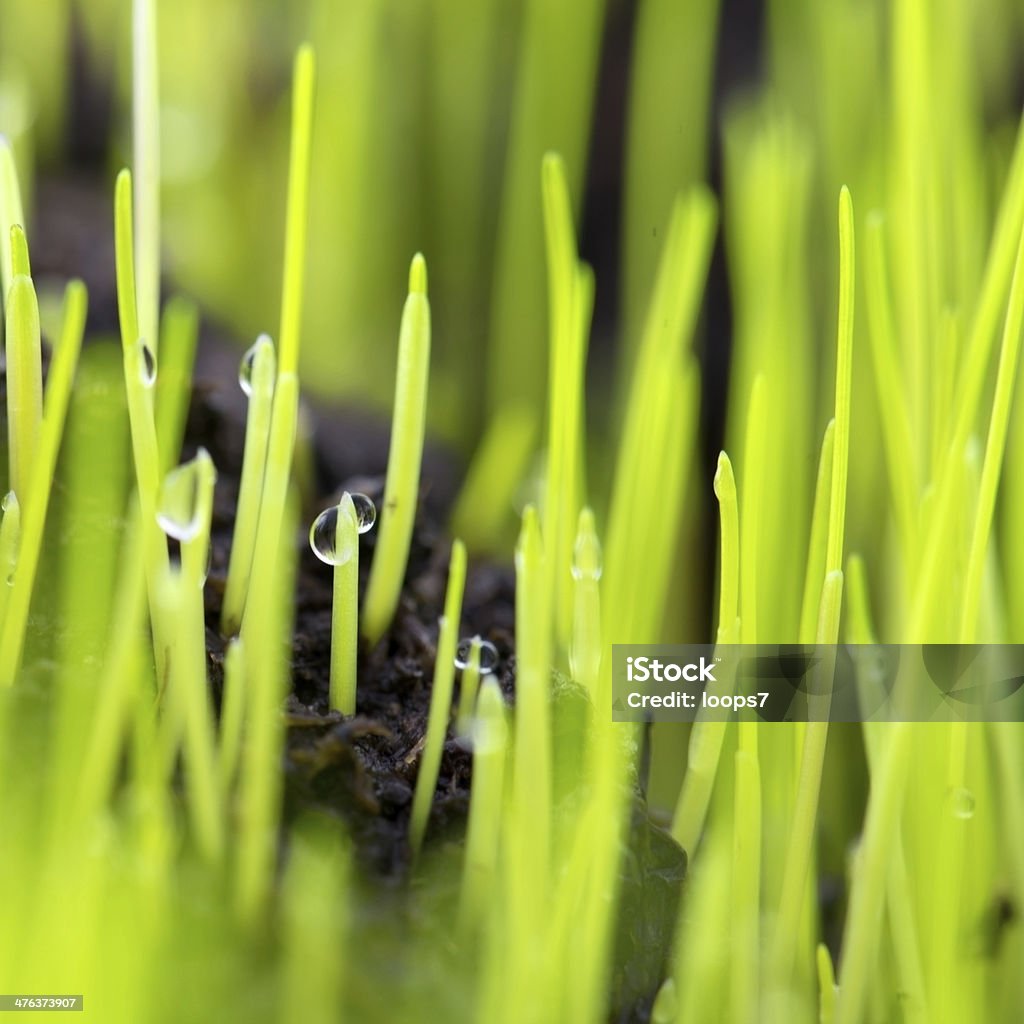 Gras - Lizenzfrei Bildhintergrund Stock-Foto