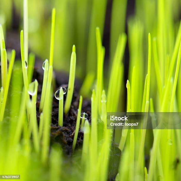 Gras Stockfoto und mehr Bilder von Bildhintergrund - Bildhintergrund, Feld, Fotografie