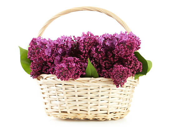 istock Purple lilac flowers in basket isolated on white 476374662