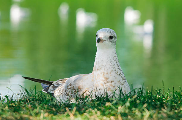 Seagull sitting on his nest stock photo