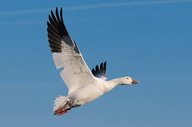 Flying Snow goose stock photo