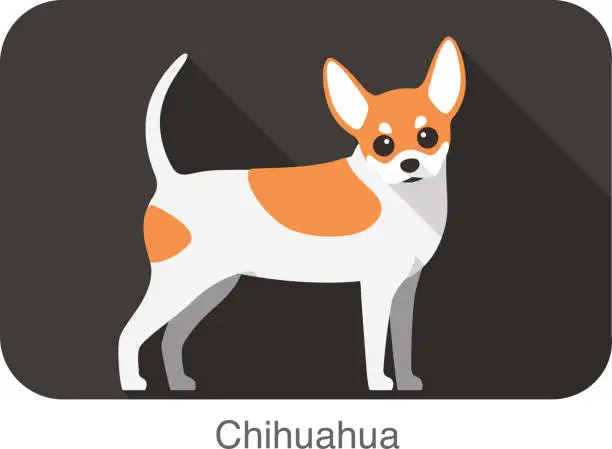 Vector illustration of Chihuahua, dog standing flat icon design