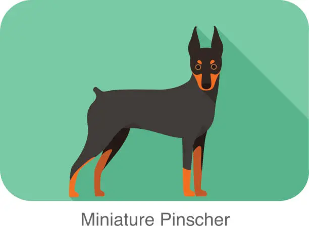 Vector illustration of Miniature Pinscher, dog standing flat icon design
