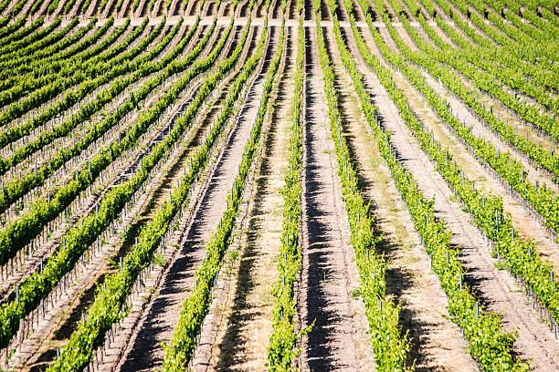 California Vineyard Rows upon rows of grape vines in a scenic vineyard pinot noit stock pictures, royalty-free photos & images