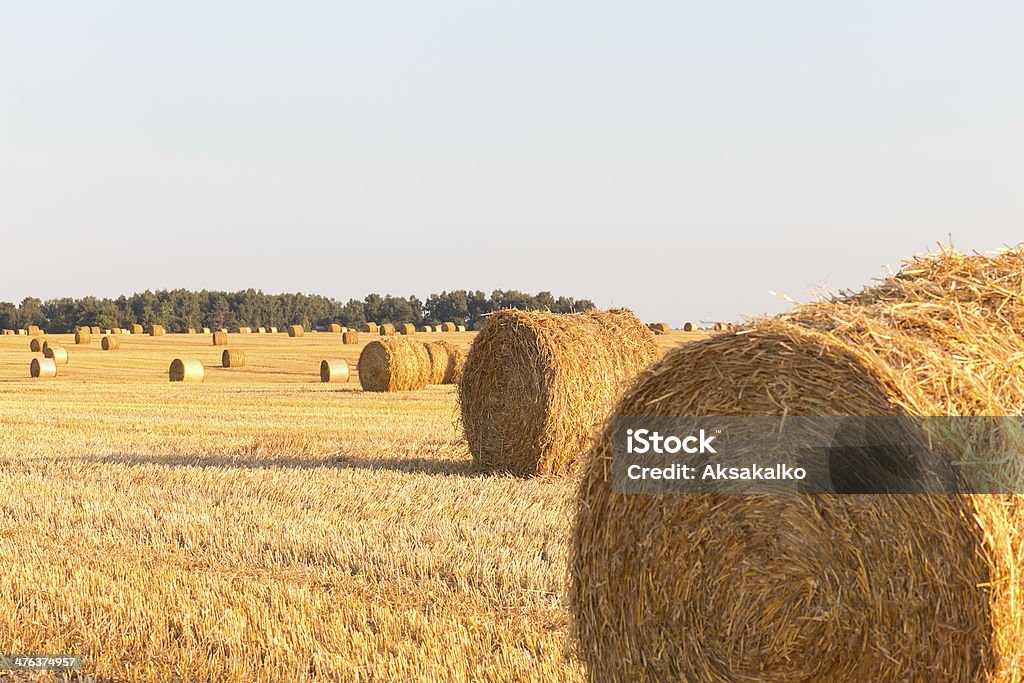 Campo colhido - Foto de stock de Agricultura royalty-free