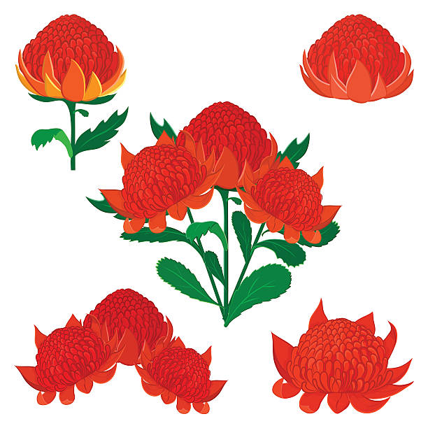 ilustrações de stock, clip art, desenhos animados e ícones de waratah ou telopea, austrália arbusto nativo flor. conjunto de flores - flower white background single flower red