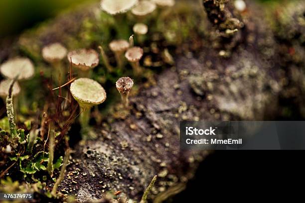 Cogumelos Em Uma Árvore - Fotografias de stock e mais imagens de Casca de árvore - Casca de árvore, Cogumelo, Dia