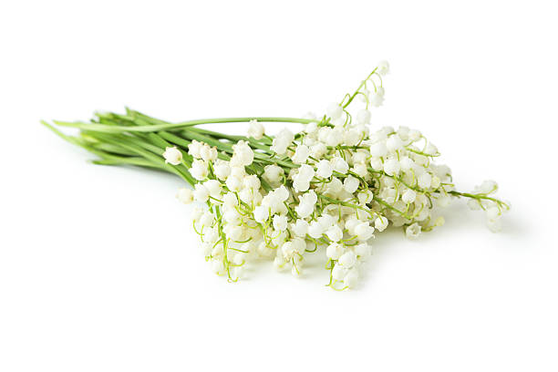 istock Lily of the Valley isolated on white 476375464