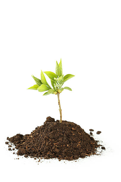 istock Young green plant in soil isolated on white 476375480