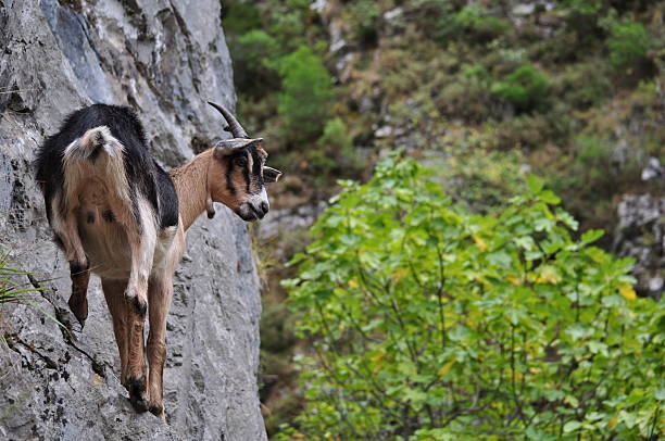 istock Goat on the Rock, Picos de Europa, Spain 476375600