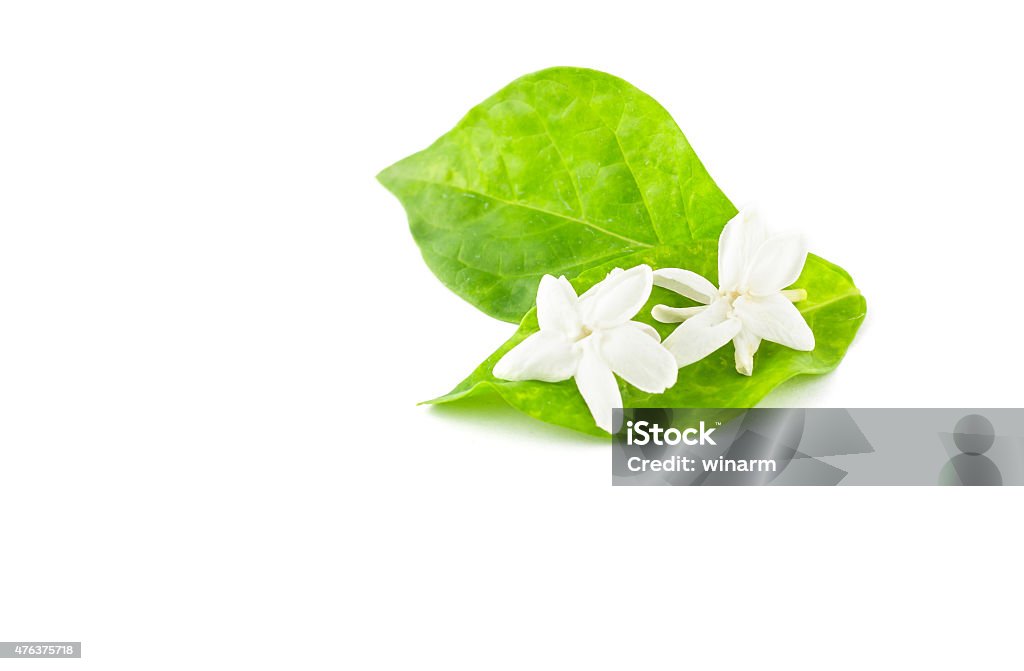 jasmine jasmine isolated on white backgroundjasmine isolated on white background 2015 Stock Photo