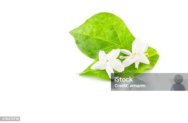 Jasmine Stock Photo - Download Image Now - 2015, Aromatherapy, Blossom