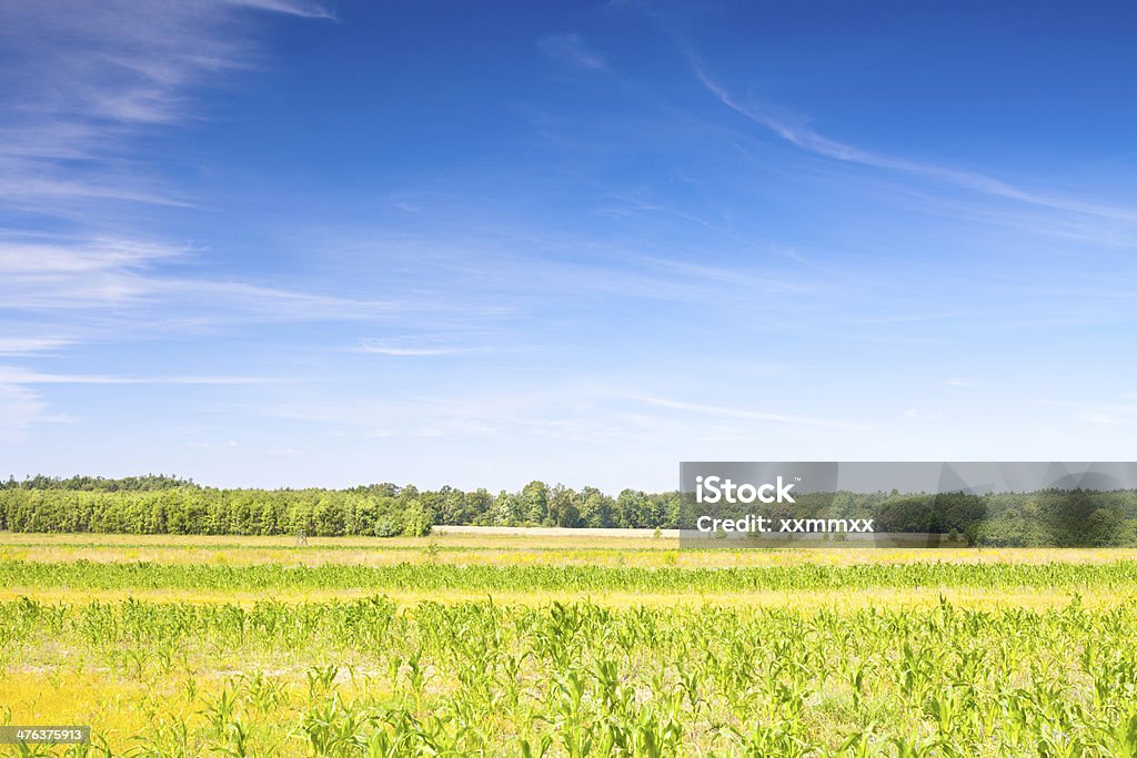 Campi e celeste - Foto stock royalty-free di Agricoltura