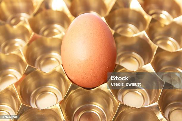 Single Chicken Egg Stock Photo - Download Image Now - Agriculture, Animal Egg, Box - Container