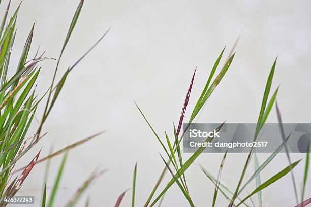 Photo libre de droit de Différentes Structures De Fleurs En Herbe banque d'images et plus d'images libres de droit de Affectueux - Affectueux, Botanique, Brin d'herbe