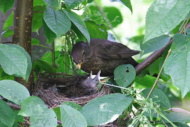 istock Bird in the nest 476378484