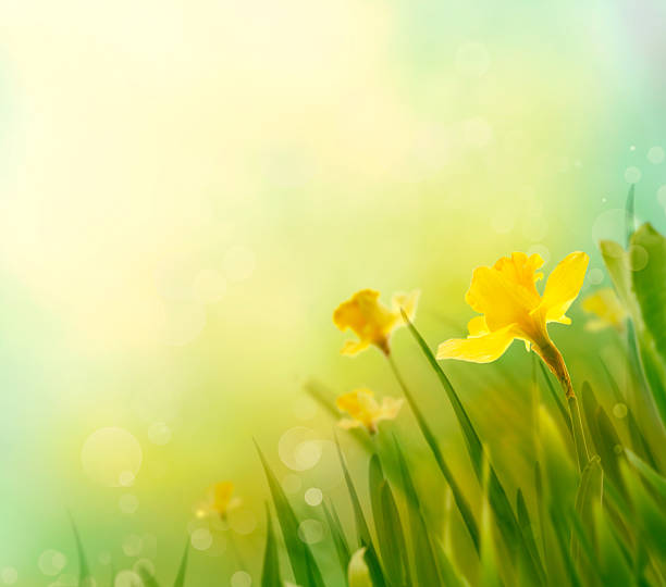 narciso primavera de fundo - daffodil imagens e fotografias de stock