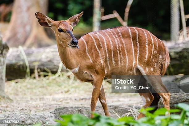 African Striped Deer Stock Photo - Download Image Now - 2015, Africa, Animal  - iStock