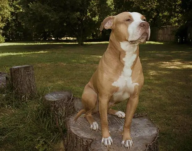 Our Red-nose Pit Bull enjoying the fresh air in our back yard while posing on a tree stump.
