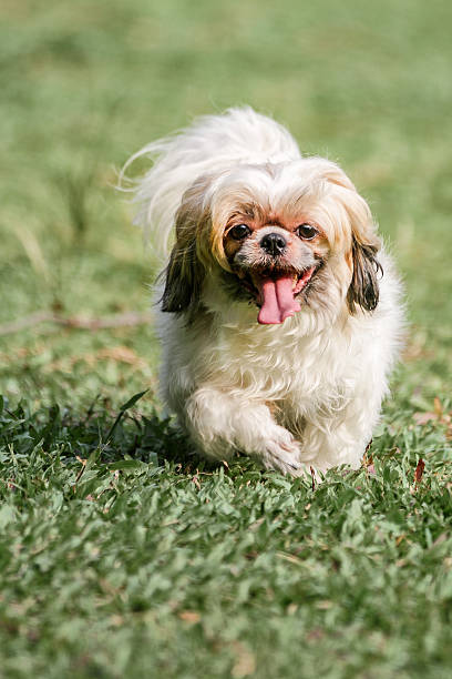 istock Shih Tzu running in the Park 476379426
