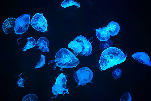 blue jellyfish - denizanası stok fotoğraflar ve resimler