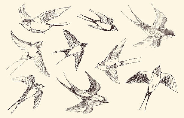 illustrations, cliparts, dessins animés et icônes de vol d'oiseaux, des hirondelles vecteur de croquis dessinés à la main, - dessin au crayon