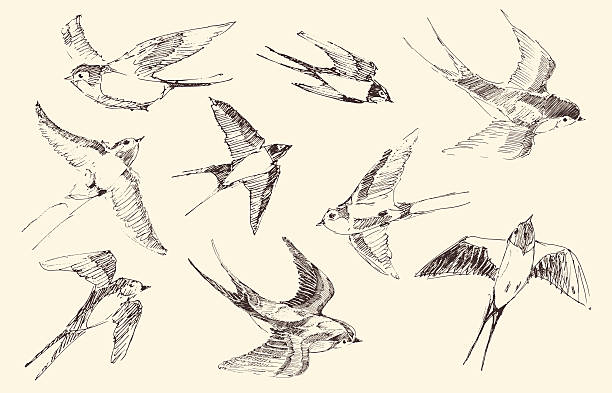 połyka latający ptak wektor, ręcznie rysowane, rys - songbird stock illustrations