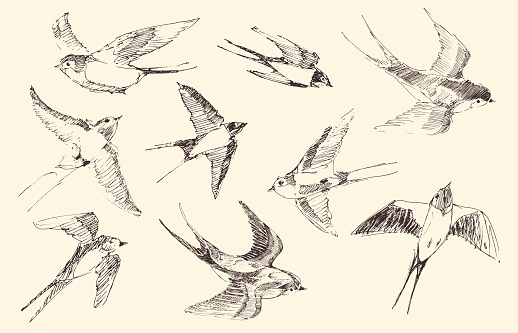 Swallows Flying Bird Vector, Hand Drawn, Sketch