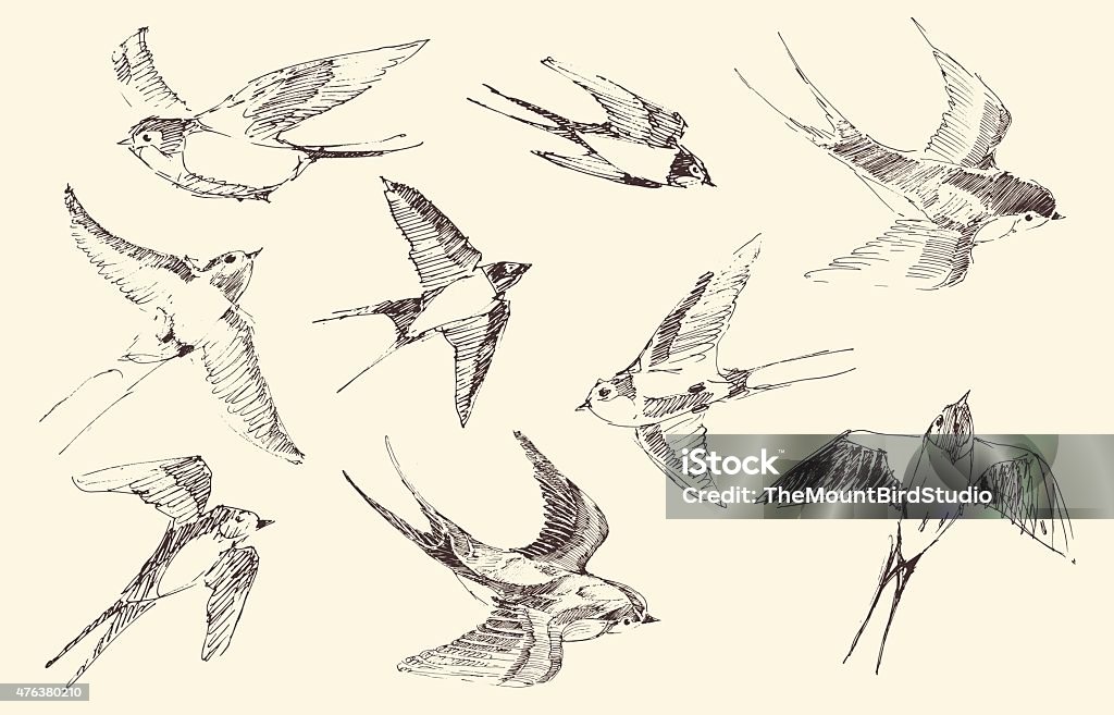 Swallows Flying Bird Vector, Hand Drawn, Sketch Swallows flying bird set vintage illustration, engraved retro style, hand drawn, sketch Bird stock vector