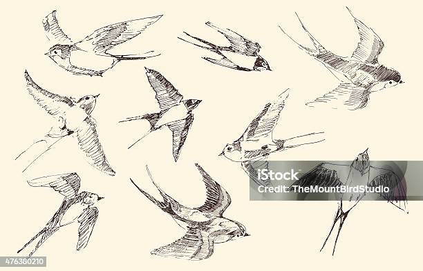 Swallows Flying Bird Vector Hand Drawn Sketch Stock Illustration - Download Image Now - Bird, Drawing - Activity, Pencil Drawing