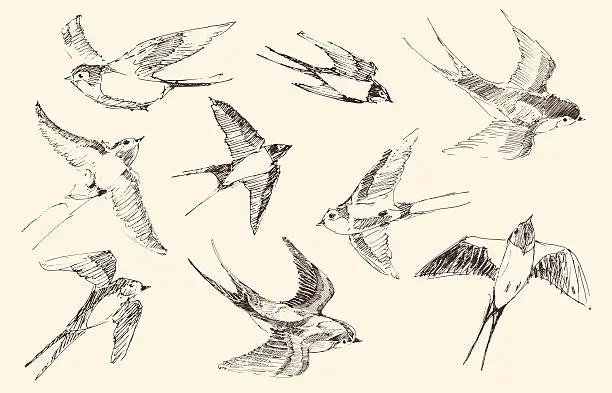 Vector illustration of Swallows Flying Bird Vector, Hand Drawn, Sketch