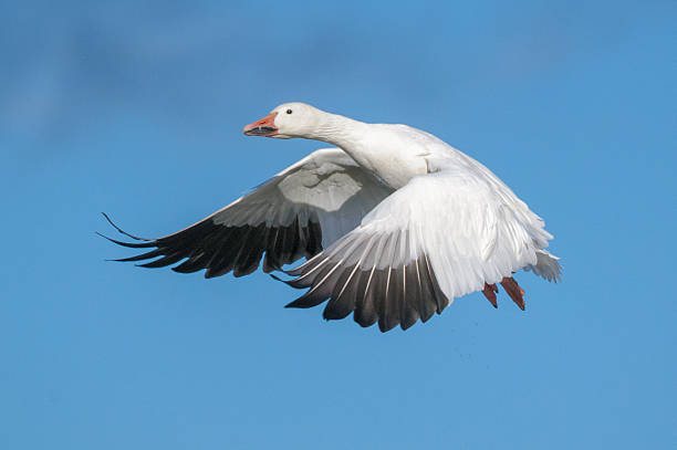 Flying snow goose stock photo