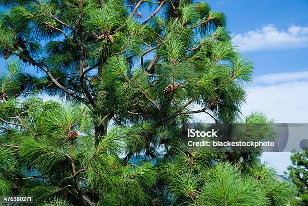 Ad Ago Lungo Pino Con Pinecones - Fotografie stock e altre immagini di Abete - Abete, Ago - Parte della pianta, Albero