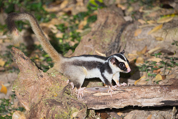 rayado oposum, nocturno, qld, australia - opossum australia marsupial tree fotografías e imágenes de stock