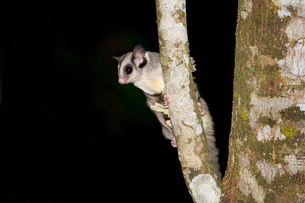 cukier szybowiec, nocną, qld, australia - nocturnal animal zdjęcia i obrazy z banku zdjęć