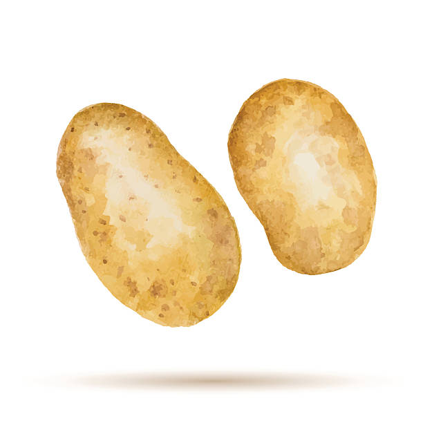 illustrazioni stock, clip art, cartoni animati e icone di tendenza di patata a mano ad acquerello - patata cruda