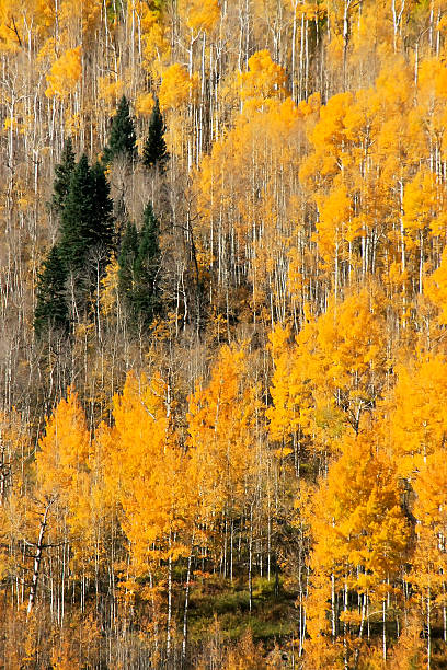 istock Aspen trees with fall color, San Juan National Forest, Colorado 476380939