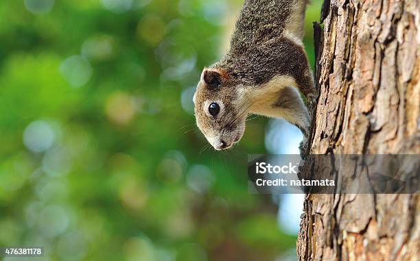 Foto de Closeup De Metade Do Squirrel Esquilo e mais fotos de stock de 2015 - 2015, Animal, Esquilo