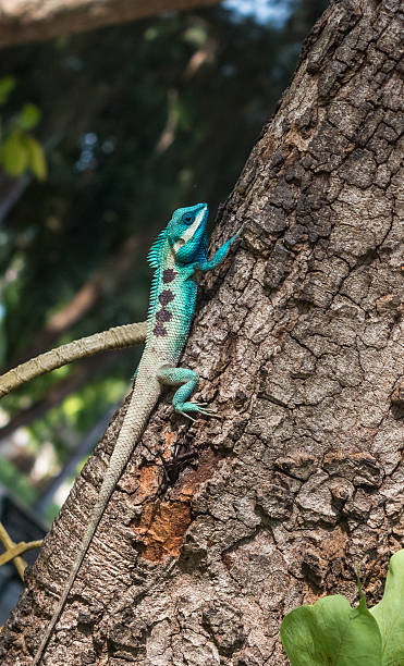 istock lizards colorful in thailand 476381363
