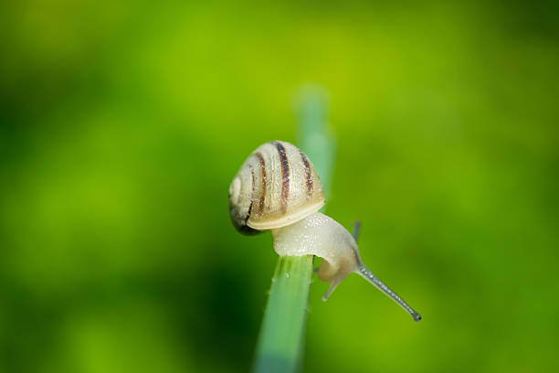 パブリックガーデンタニシはうの緑の植物の茎 - aspersa ストックフォトと画像